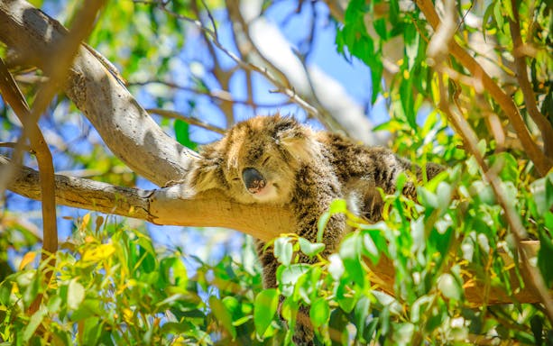 Koala sleeping on a tree branch at Yanchep National Park.