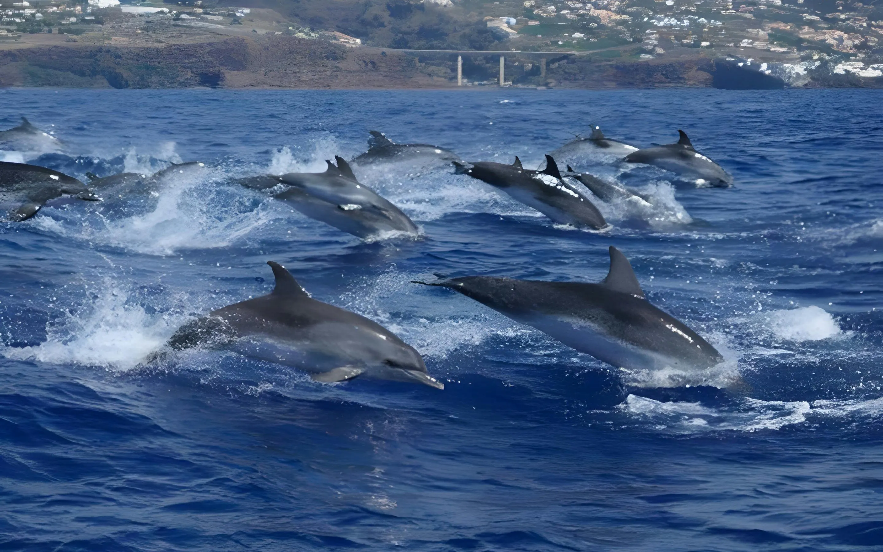 Dolphins swimming near Madeira coast during a whale watching speedboat tour.