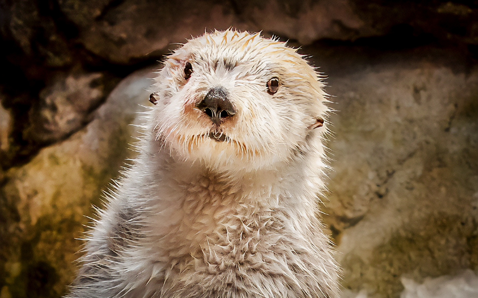 Sea otter at Aquarium of the Pacific exhibit.