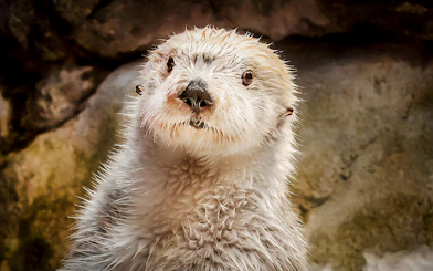 Sea otter at Aquarium of the Pacific exhibit.