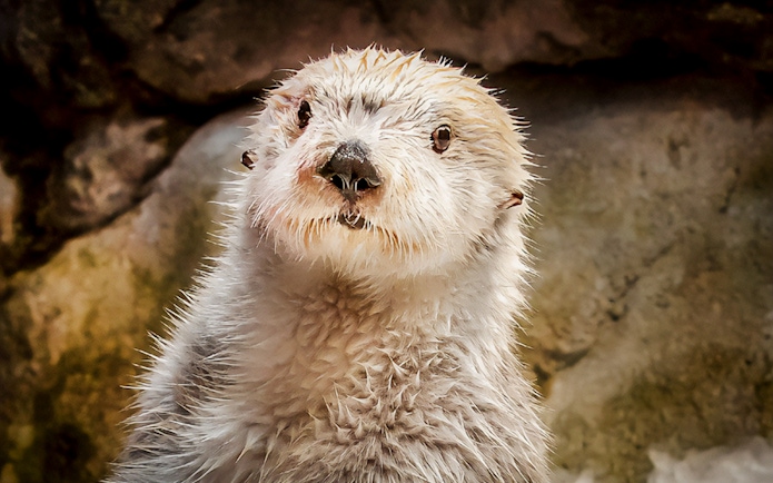 Sea otter at Aquarium of the Pacific exhibit.