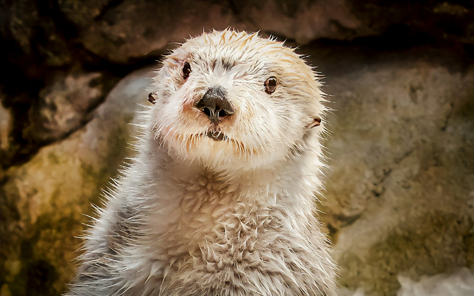 Sea otter sitting on ice at Aquarium of the Pacific.