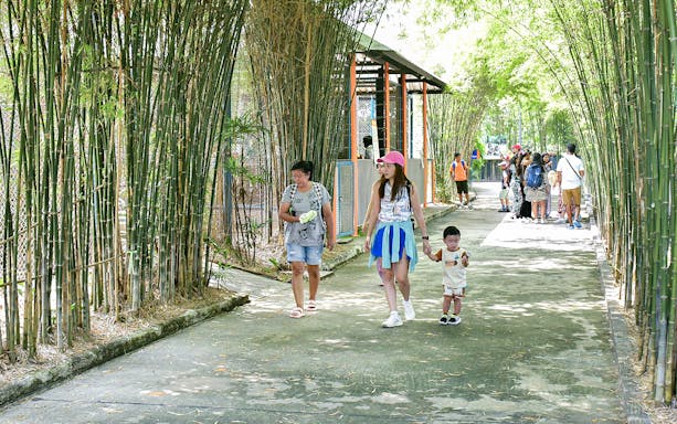 Visitors walking through bamboo-lined path at Tiger Park Pattaya entrance.