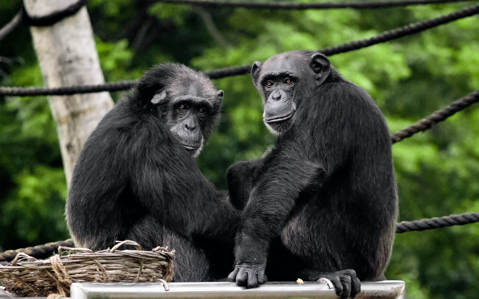 Bioparco Tickets Chimpanzee