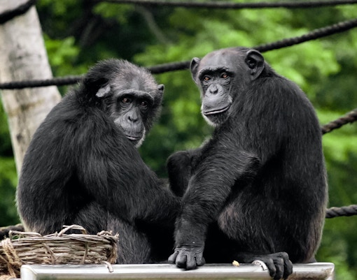 Bioparco Tickets Chimpanzee