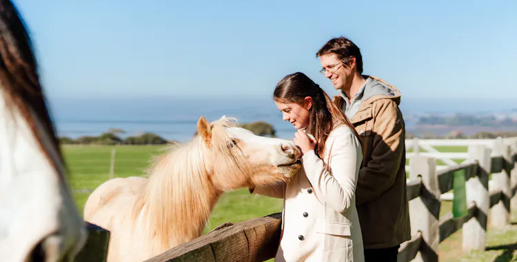 Visitors with horses at the Churchill Island farm