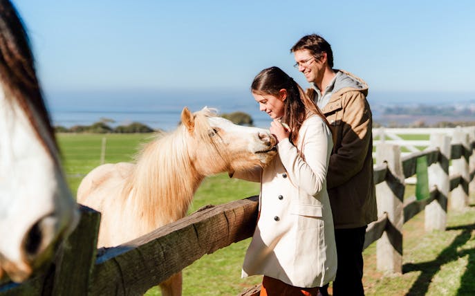 Visitors interacting with a horse at Churchill Island farm.