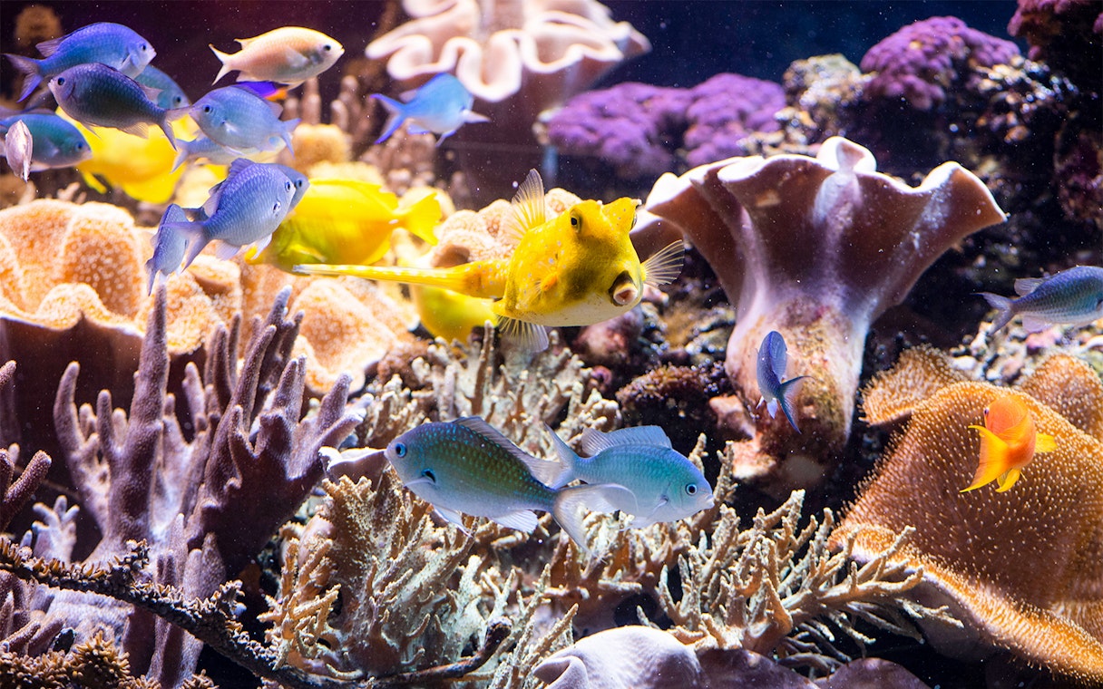 Colorful coral and fish inside the aquarium at Sea Life Speyer.
