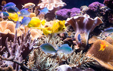 Colorful coral and fish inside the aquarium at Sea Life Speyer.