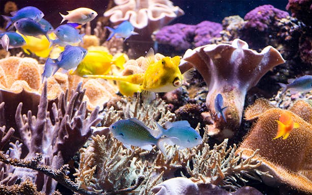 Colorful coral and fish inside Sea Life Speyer aquarium.