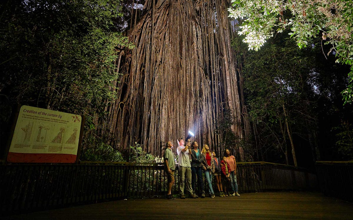 8-hour rainforest wildlife guided night tour from cairns-10 8-hour rainforest wildlife guided night tour from cairns-10