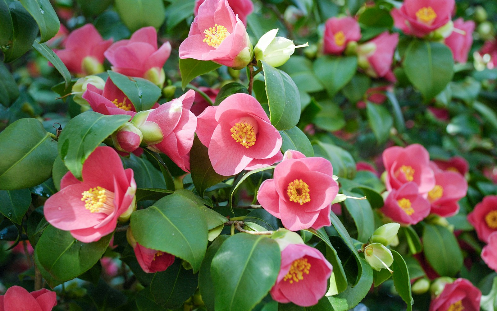 Boboli Garden Tickets