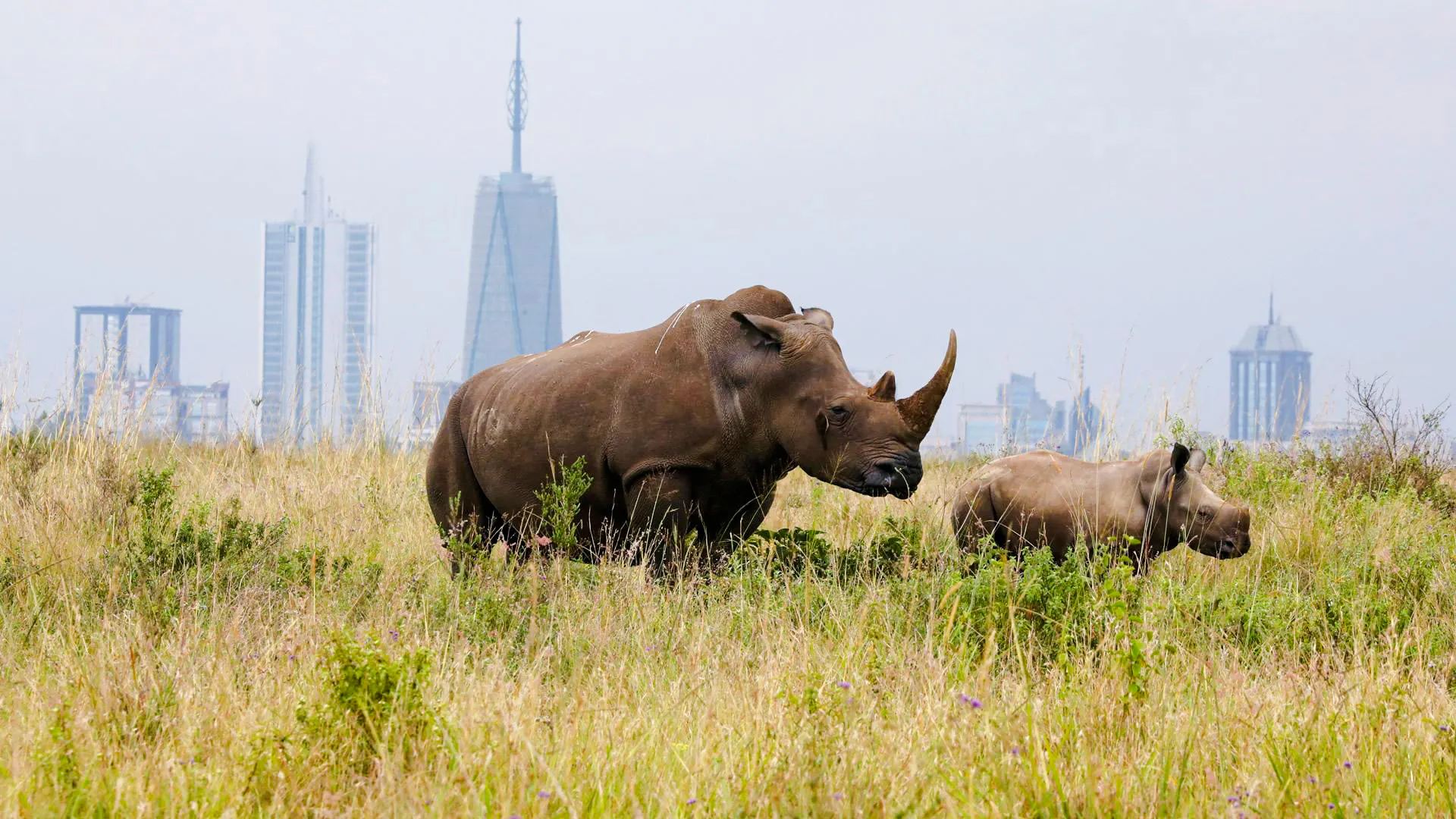 Rhinos grazing in Nairobi National Park with city skyline in the background.
