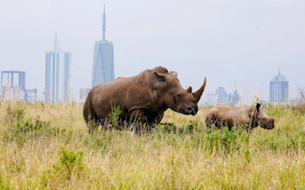 Rhinos grazing in Nairobi National Park with city skyline in the background.