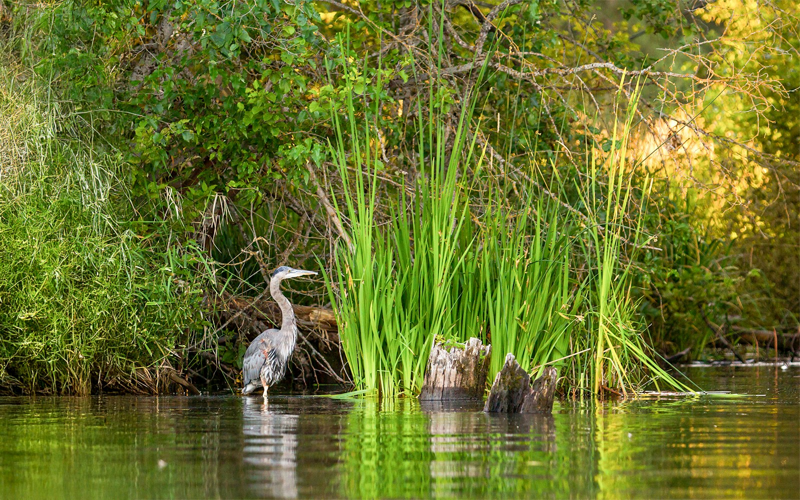 Heron standing in swamp during Everglades National Park airboat tour.