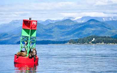 Sea lions resting on a buoy in Juneau with mountains in the background.