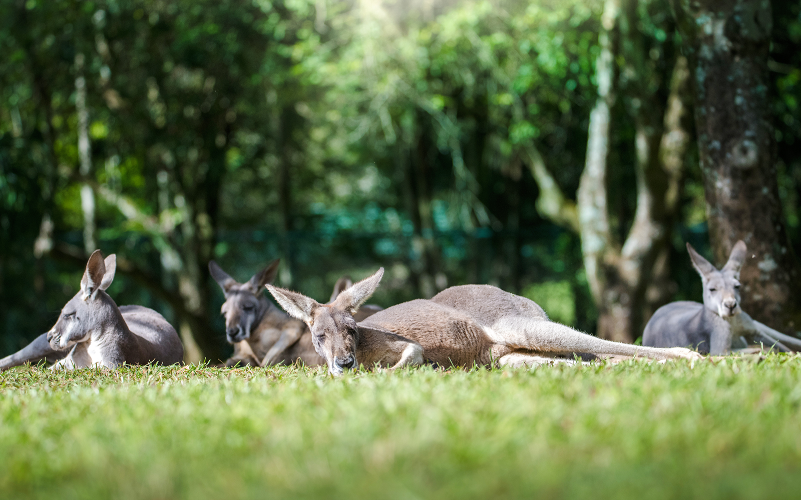 Kangaroos resting on grass at Australia Zoo.