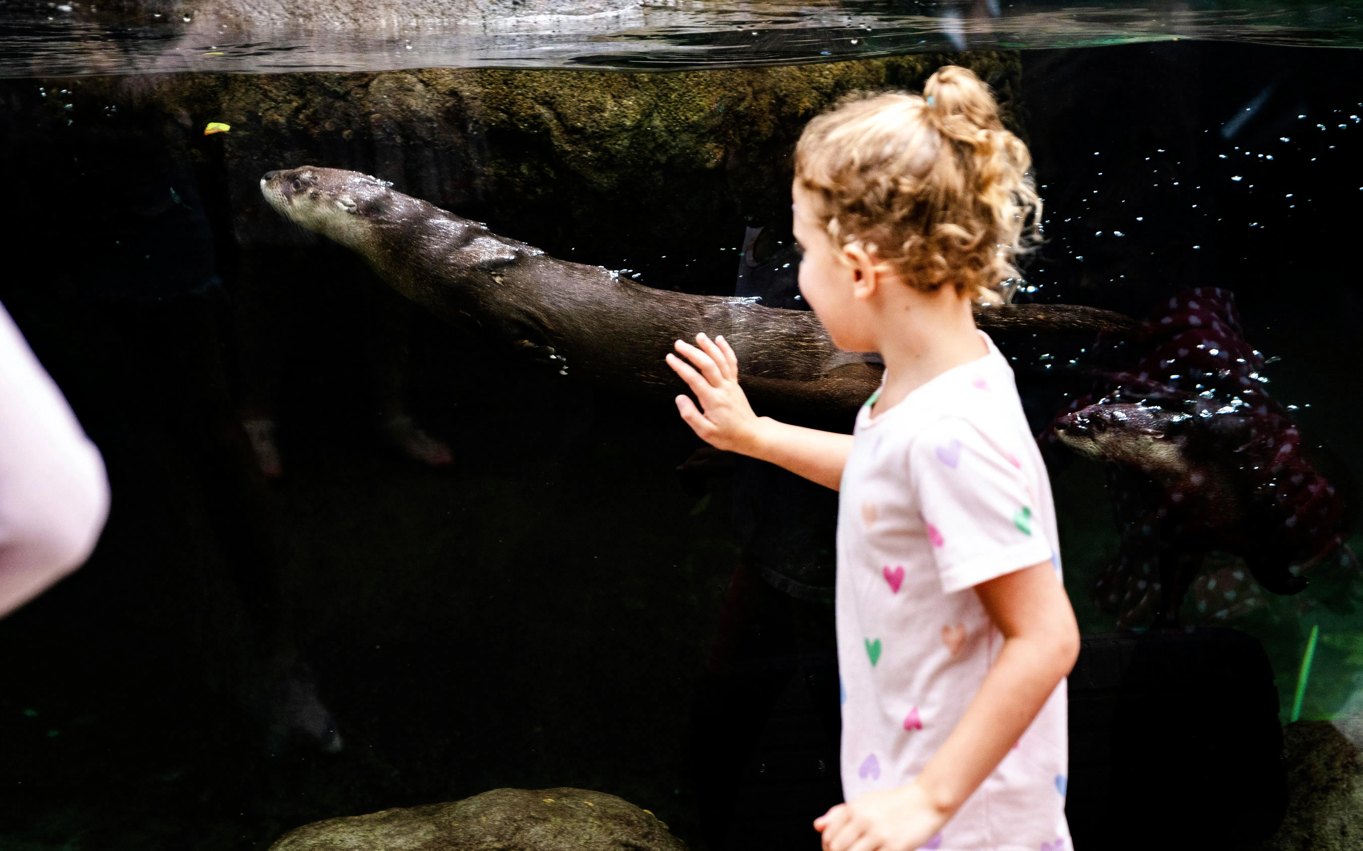 Child observing otter swimming at The Florida Aquarium, Tampa.