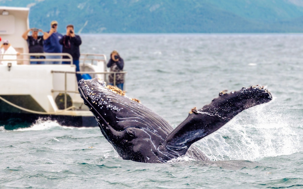 Whale breaching near a tour ship with people observing, ocean backdrop.