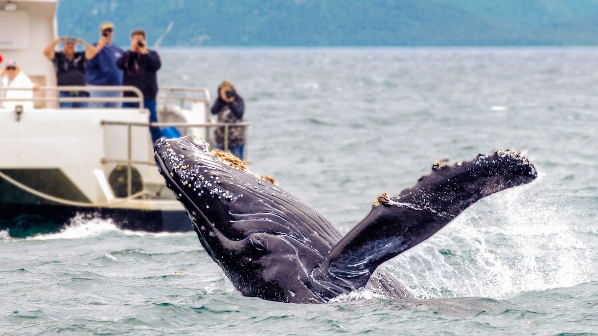 Whale breaching near a tour ship with people observing, ocean backdrop.