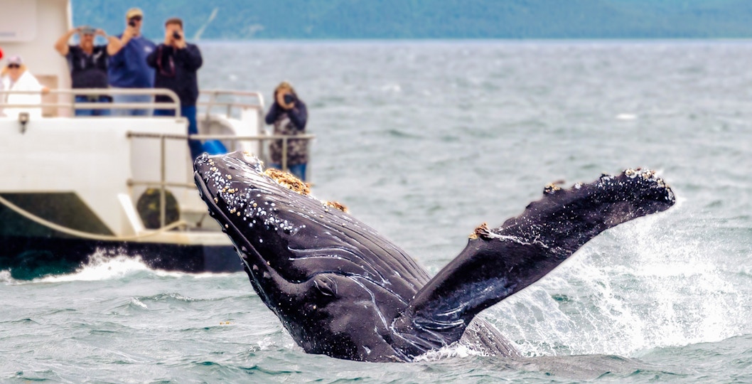 People on a ship observing whales in the ocean.