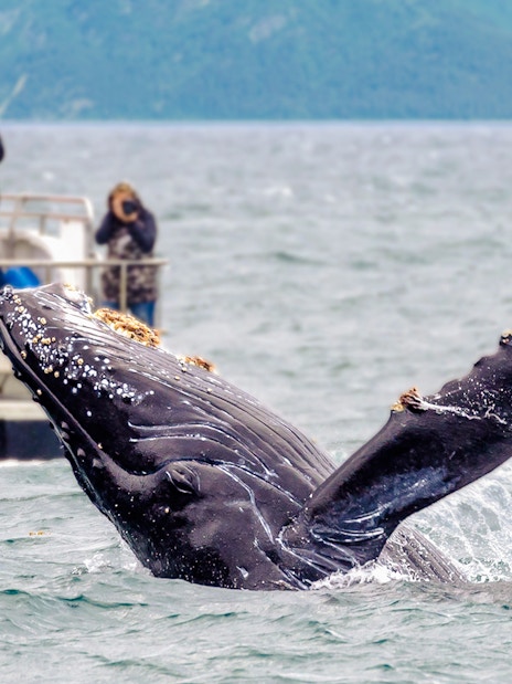 Whale breaching near a tour ship with people observing, ocean backdrop.