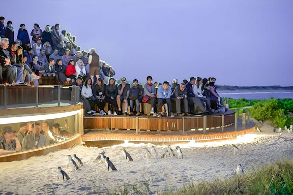 phillip island nature parks penguin parade tickets-6
