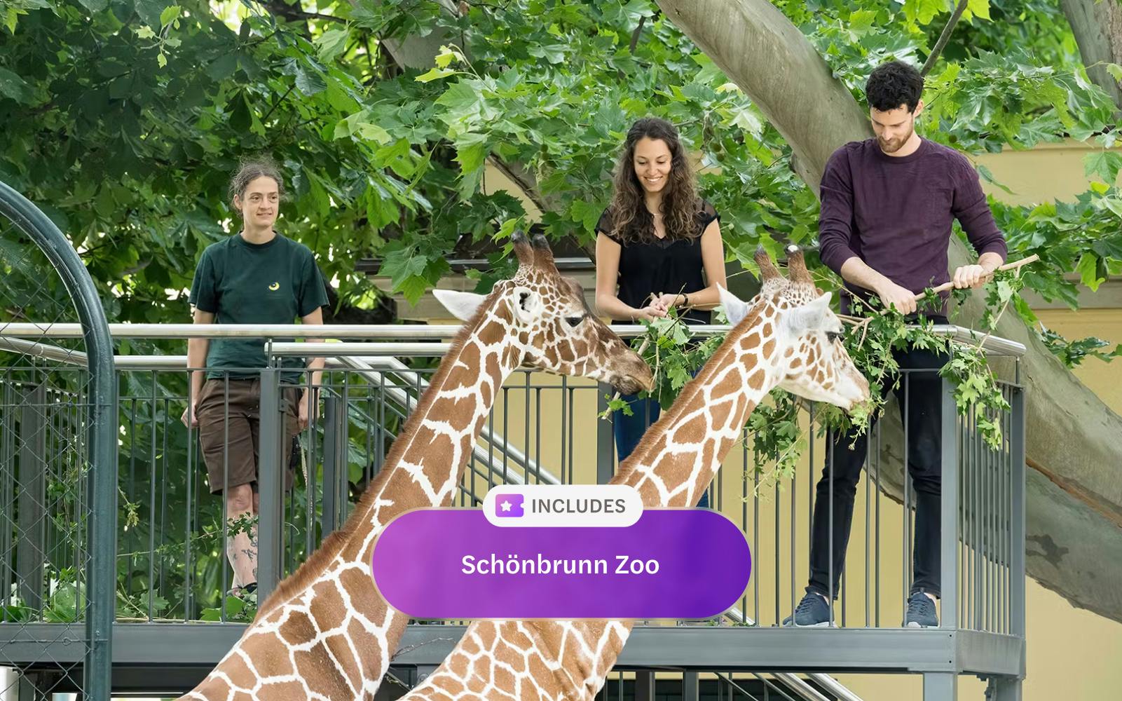 Visitors feeding giraffes from platform at Schönbrunn Zoo, Vienna.