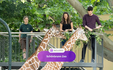 Visitors feeding giraffes from platform at Schönbrunn Zoo, Vienna.
