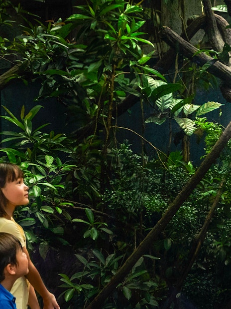 Family observing a Sunda Pangolin on the Fishing Cat Trail amidst lush greenery.