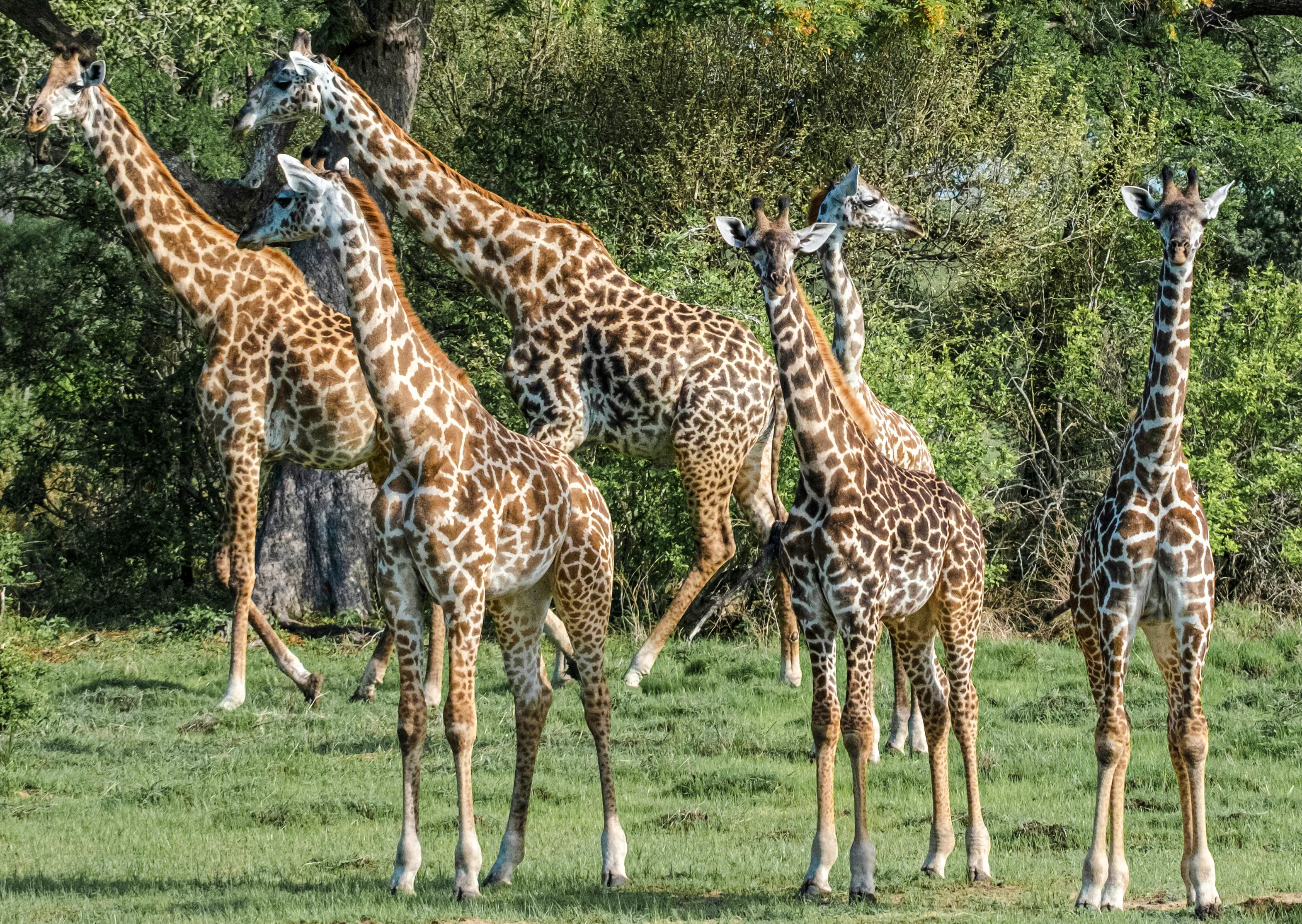 Giraffes grazing in Nyerere National Park during a safari from Zanzibar.