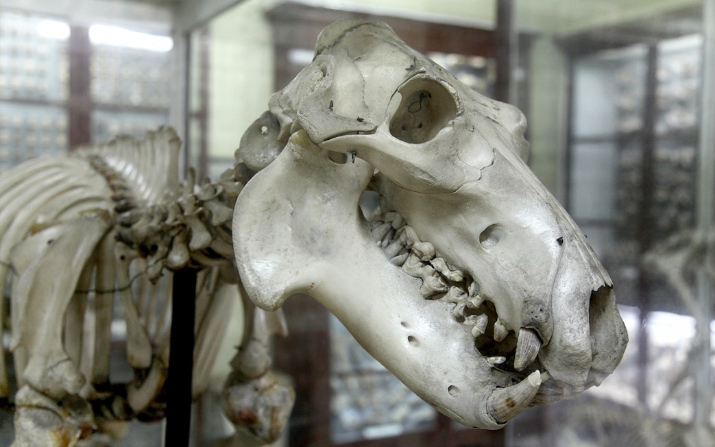 Skeleton of a prehistoric animal displayed in a museum exhibit.