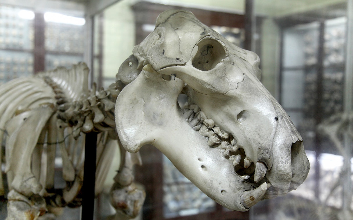 Skeleton of a prehistoric animal displayed in a museum exhibit.