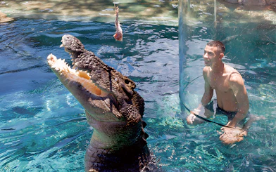 Man in clear enclosure with large crocodile at Crocosaurus Cove's Cage of Death, Darwin.