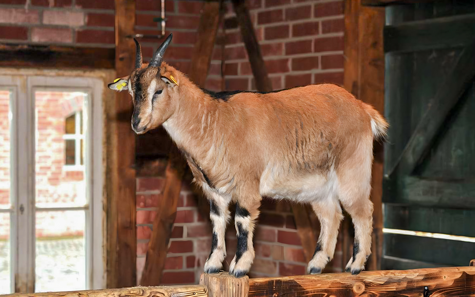 Clemenshof at Cologne Zoo