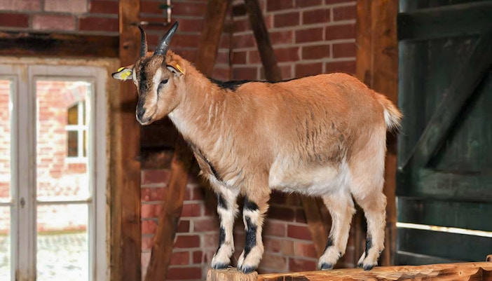 Clemenshof at Cologne Zoo