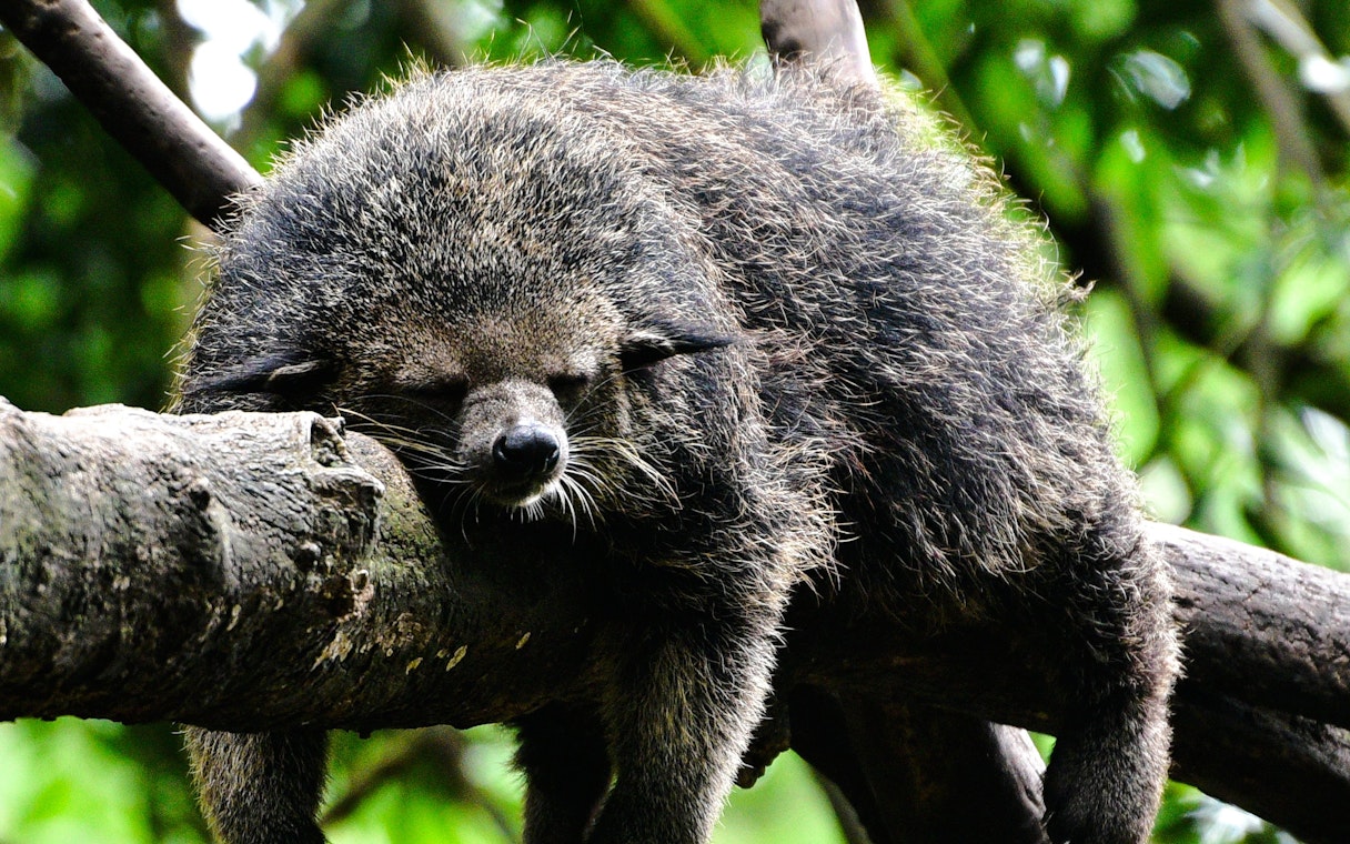 Sleeping binturong on a tree branch at The Butterfly Garden.