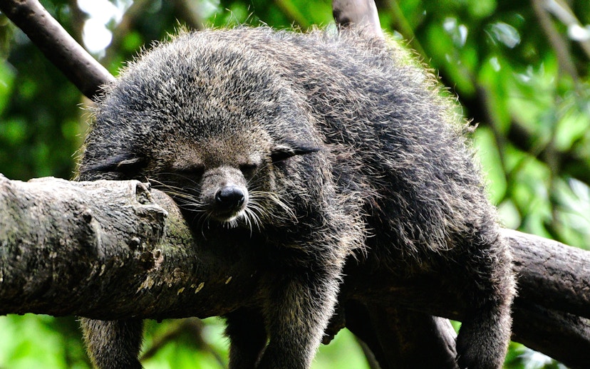 Sleeping binturong on a tree branch at The Butterfly Garden.
