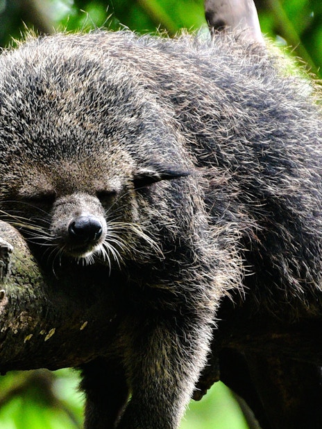 Sleeping binturong on a tree branch at The Butterfly Garden.