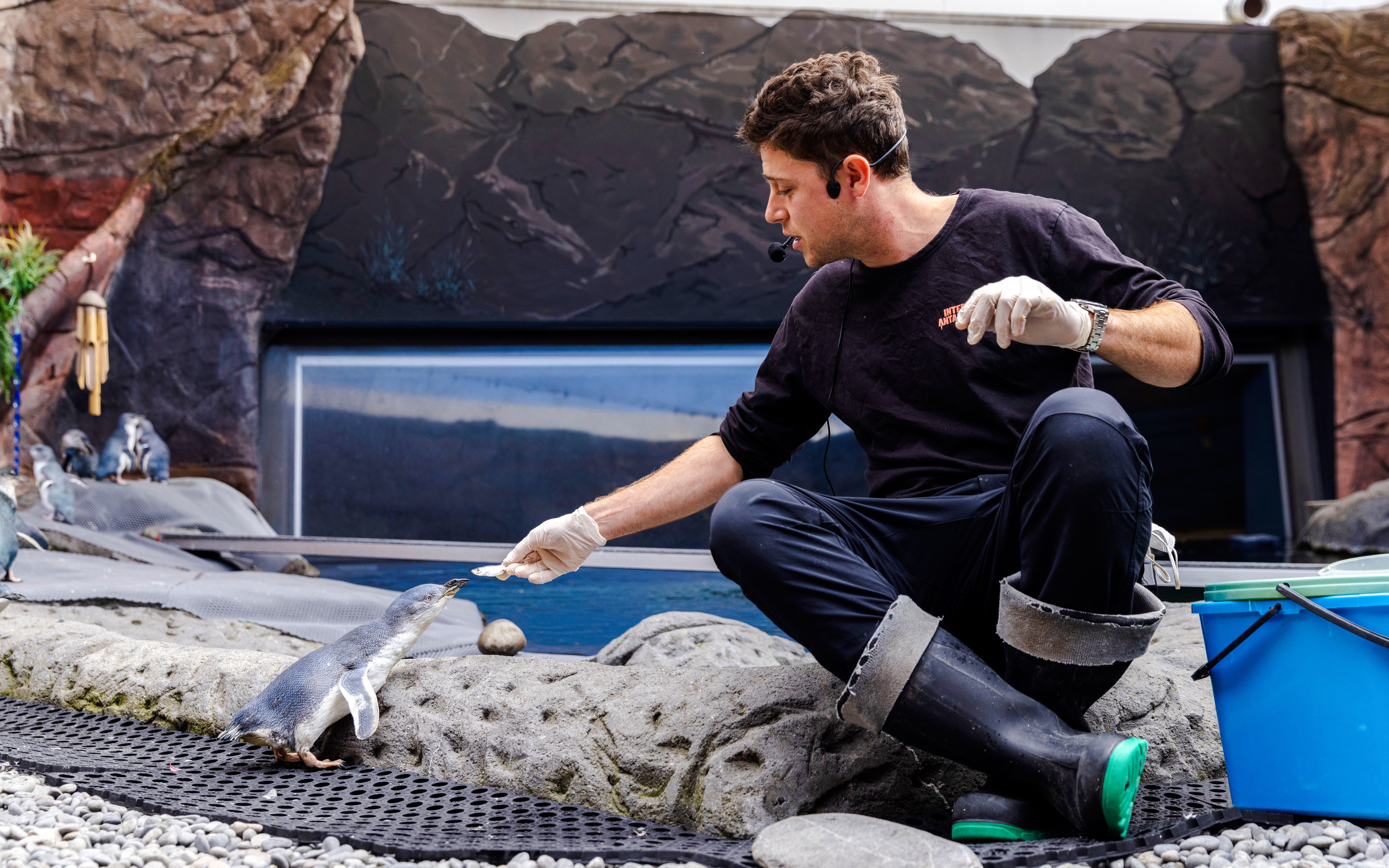 Staff member feeding a Little Blue Penguin at the International Antarctic Centre, Christchurch.
