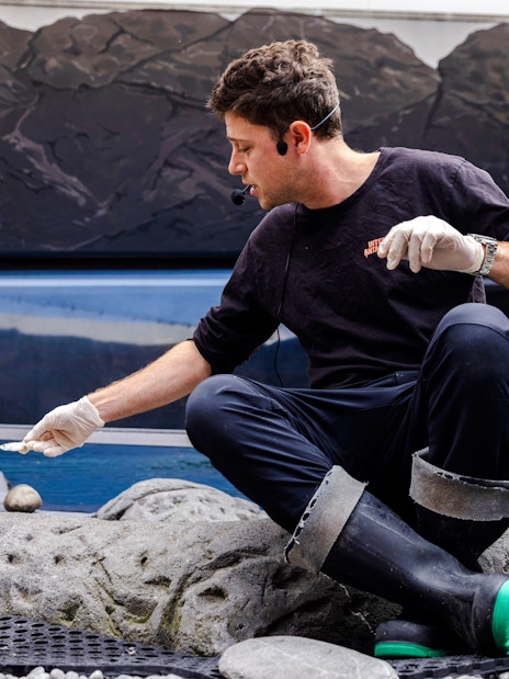 Staff member feeding a Little Blue Penguin at the International Antarctic Centre, Christchurch.