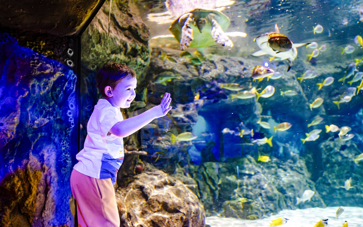 Child interacting with fish and turtle at SEA Life Brighton aquarium.