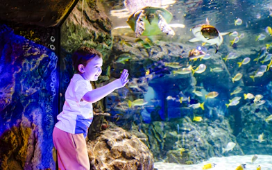 Child interacting with fish and turtle at SEA Life Brighton aquarium.