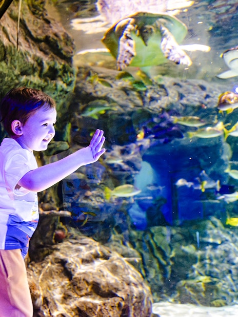 Child interacting with fish and turtle at SEA Life Brighton aquarium.