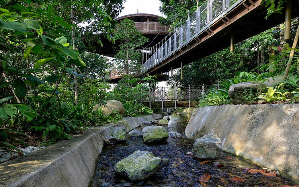 Elevated walkway through lush greenery at Bird Paradise, Singapore.