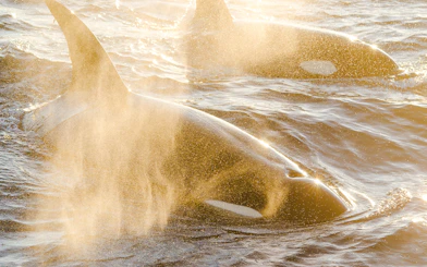 Orcas swimming near Long Beach, California coast.