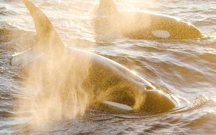 Orcas swimming near Long Beach, California coast.