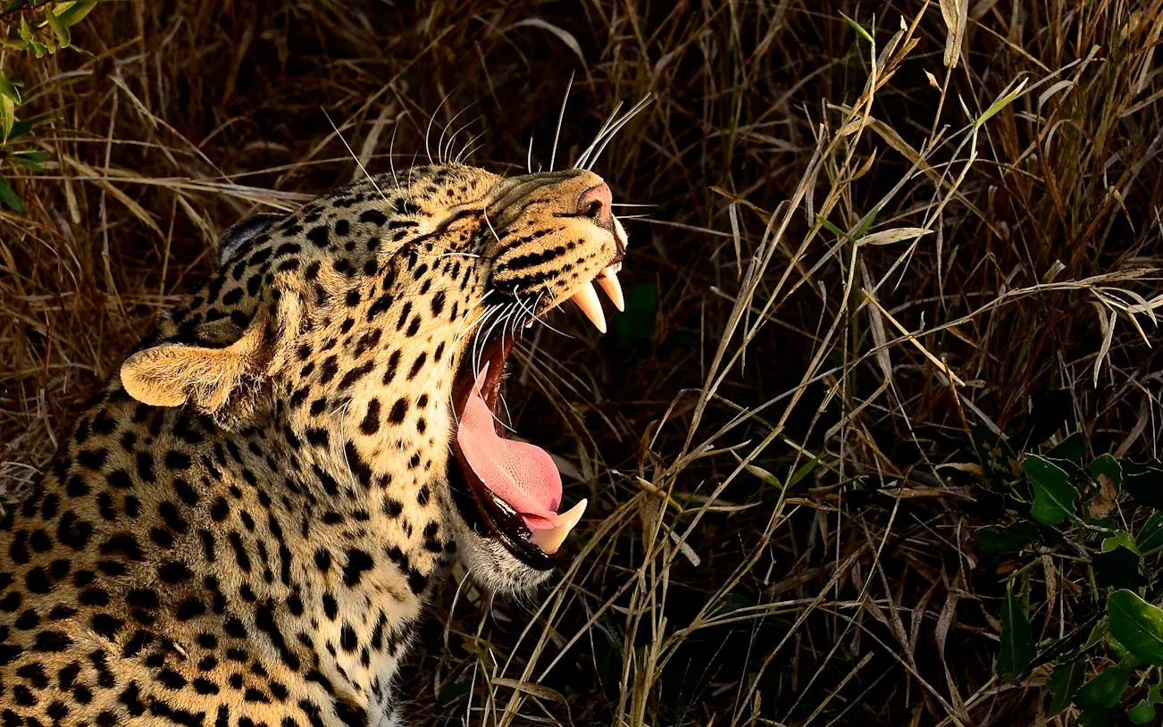 Leopard yawning in the grass during Hluhluwe Imfolozi Safari, South Africa.