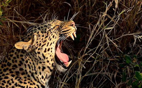 Leopard yawning in the grass during Hluhluwe Imfolozi Safari, South Africa.