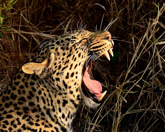 Hluhluwe Imfolozi Game Drive and St Lucia Boat Safari from Durban